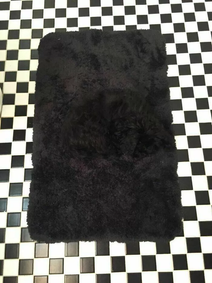 Accidental camouflage to trick your eyes - #17 