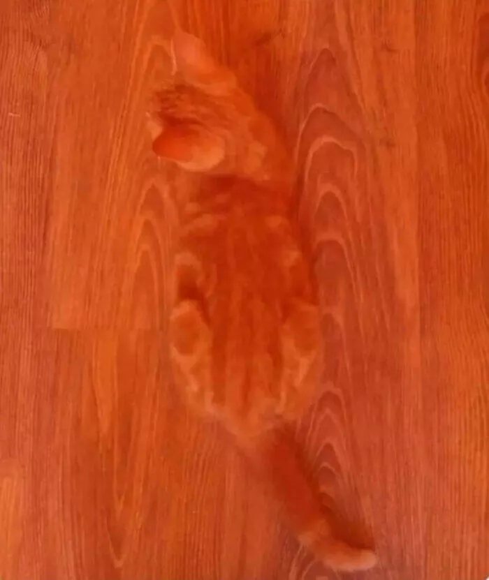 Accidental camouflage to trick your eyes - #19 