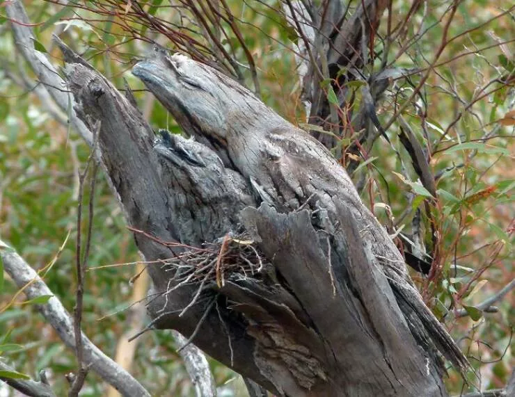 Accidental camouflage to trick your eyes - #20 