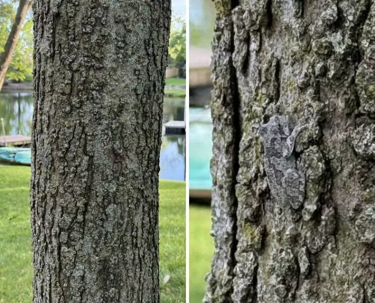 Accidental camouflage to trick your eyes - #22 