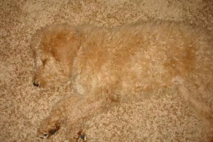 Accidental camouflage to trick your eyes - #23 