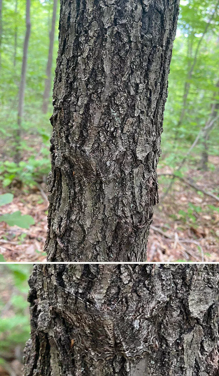 Accidental camouflage to trick your eyes - #25 