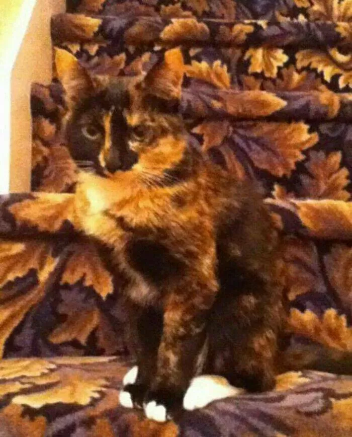 Accidental camouflage to trick your eyes - #27 