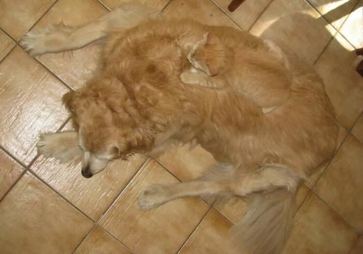 Accidental camouflage to trick your eyes - #28 