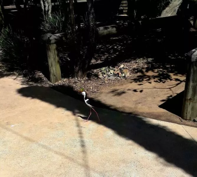 Accidental camouflage to trick your eyes - #29 