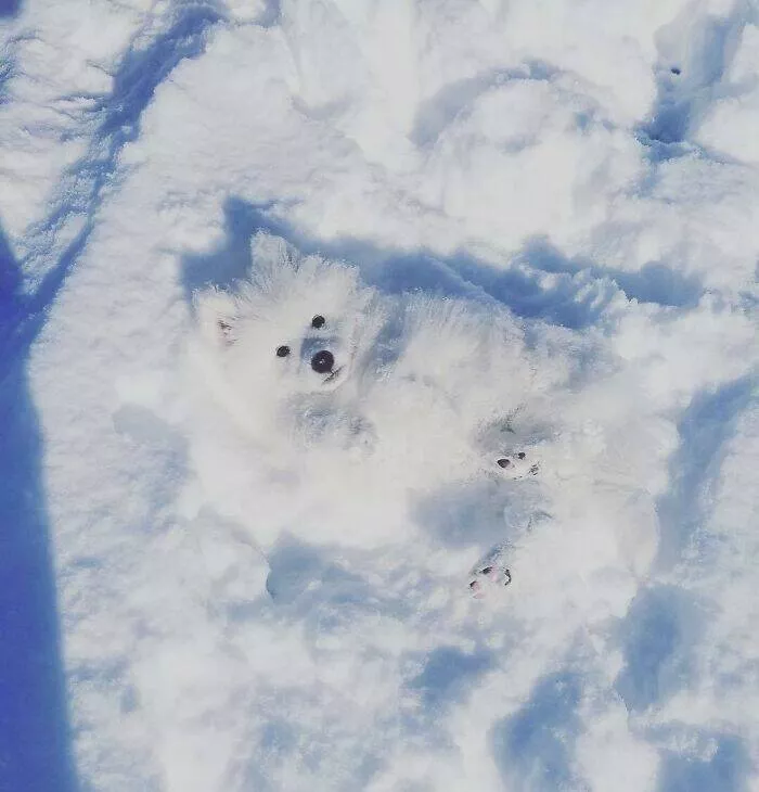 Accidental camouflage to trick your eyes - #3 