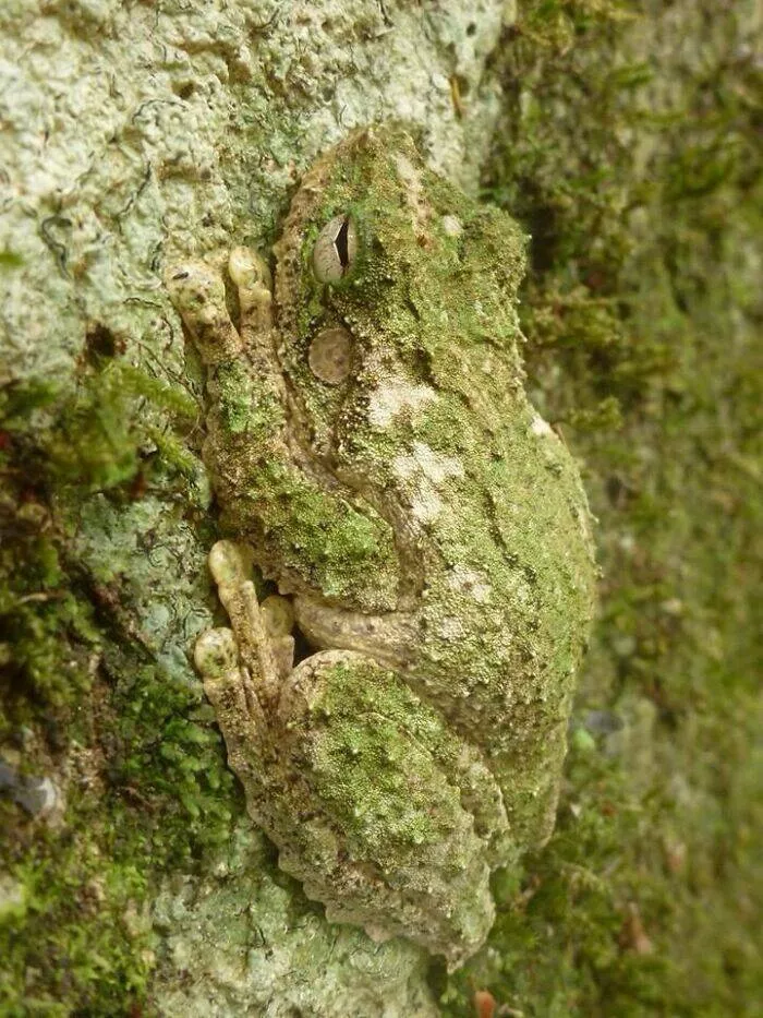 Accidental camouflage to trick your eyes - #30 