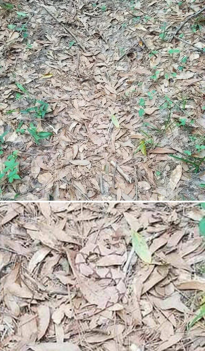Accidental camouflage to trick your eyes - #33 