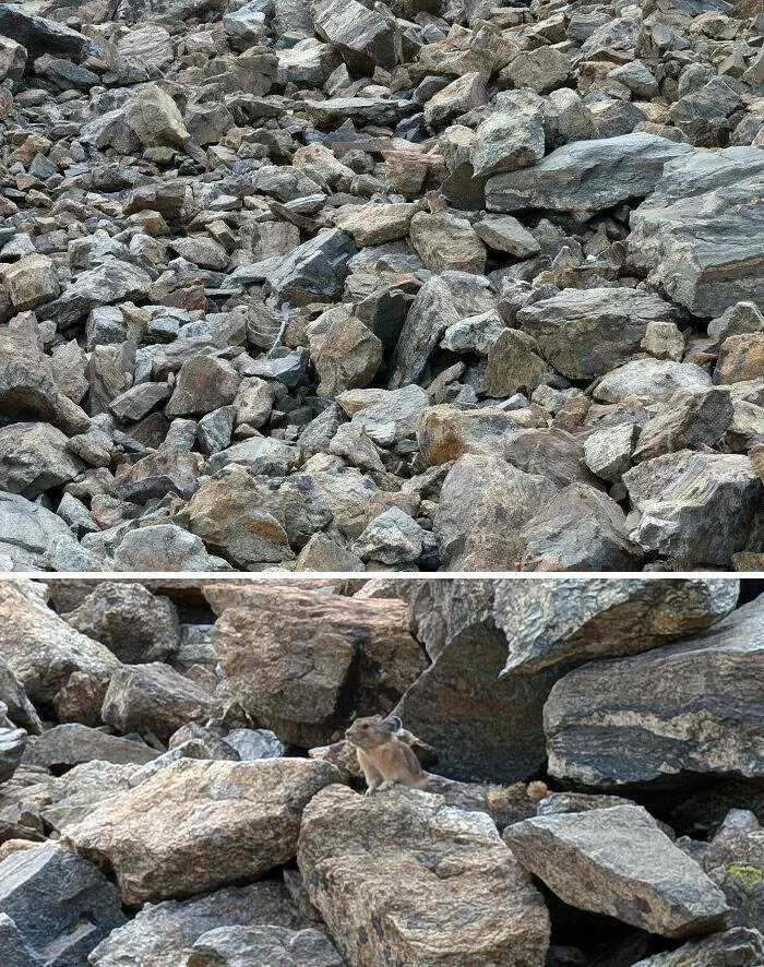 Accidental camouflage to trick your eyes - #34 