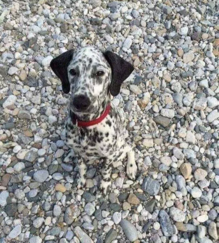 Accidental camouflage to trick your eyes - #35 