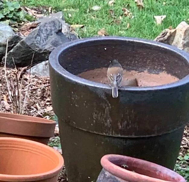 Accidental camouflage to trick your eyes - #38 