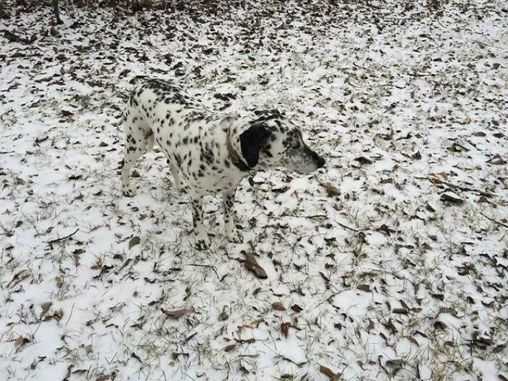 Accidental camouflage to trick your eyes - #39 