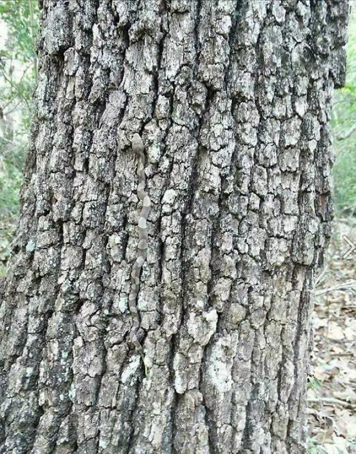 Accidental camouflage to trick your eyes - #44 Accidental camouflage to trick your eyes - #44