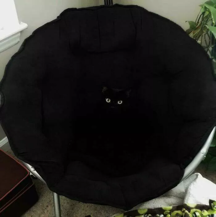 Accidental camouflage to trick your eyes - #5 