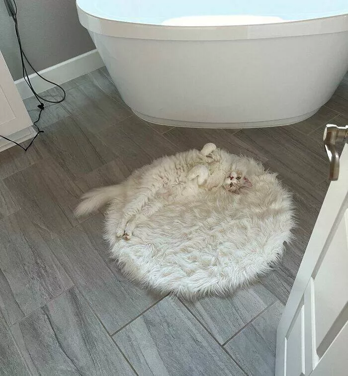 Accidental camouflage to trick your eyes - #8 