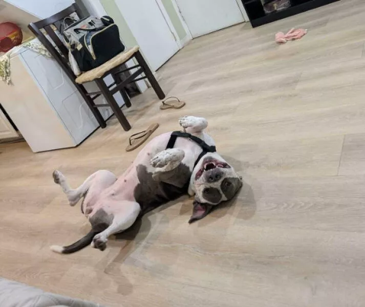Adopted pets and their first days - #1 