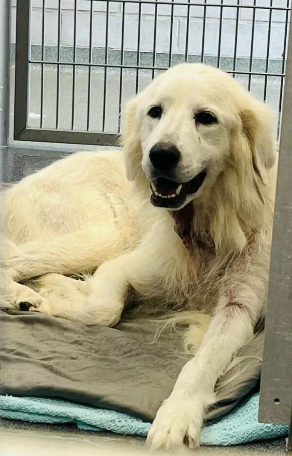 Adopted pets and their first days - #10 