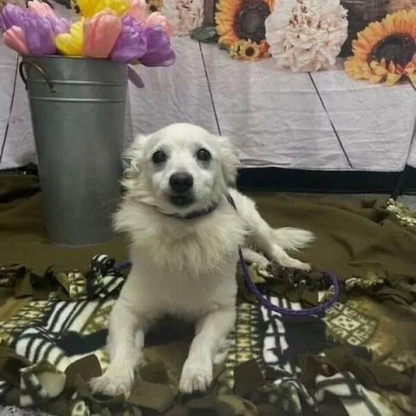 Adopted pets and their first days - #11 