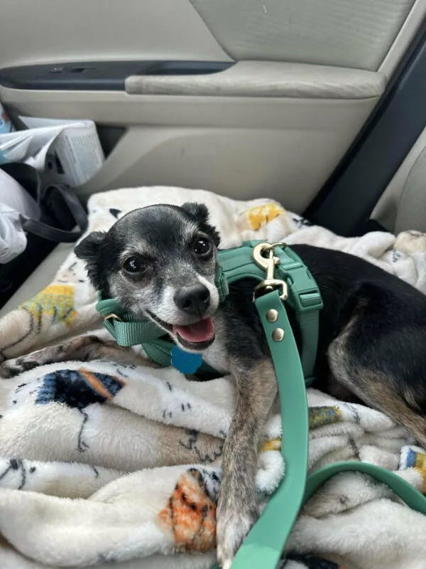 Adopted pets and their first days - #12 