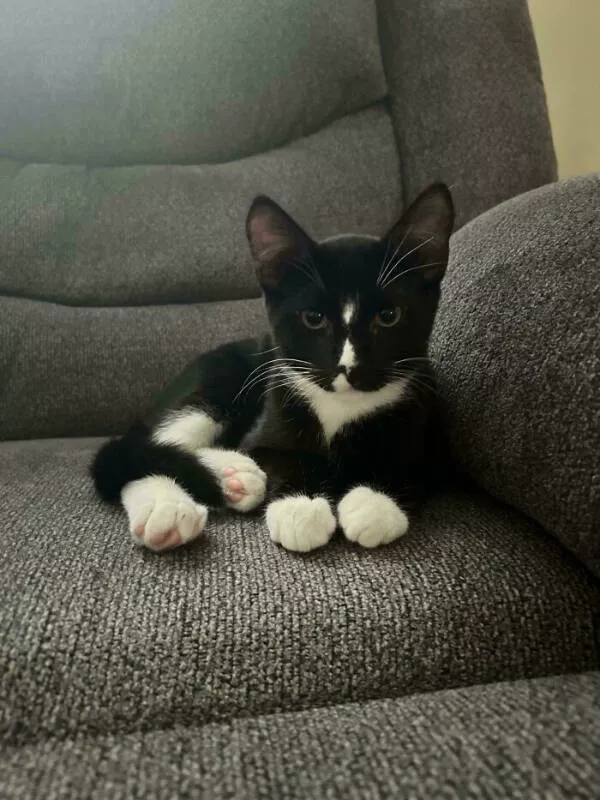 Adopted pets and their first days - #13 