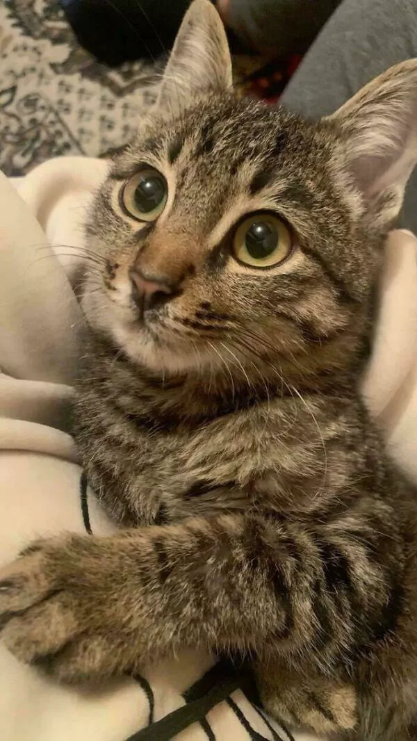 Adopted pets and their first days - #14 