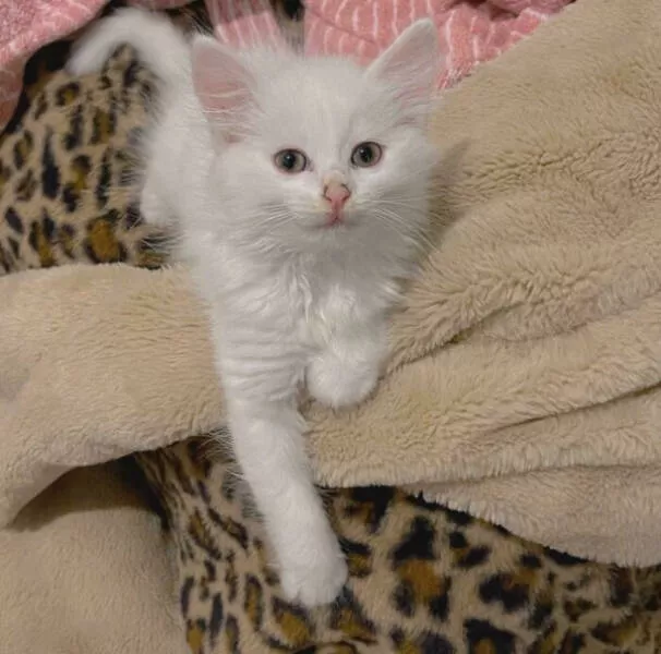 Adopted pets and their first days - #15 