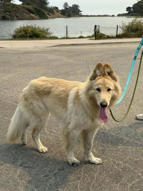 Adopted pets and their first days - #16 