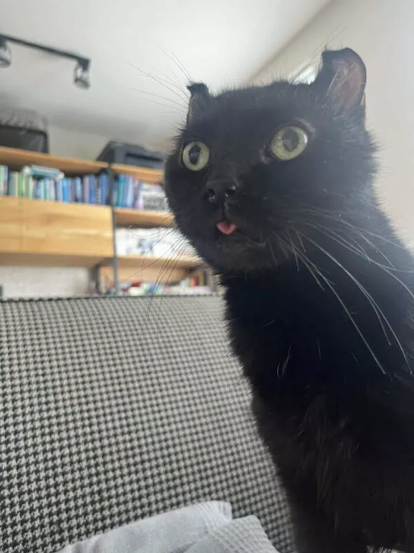 Adopted pets and their first days - #17 