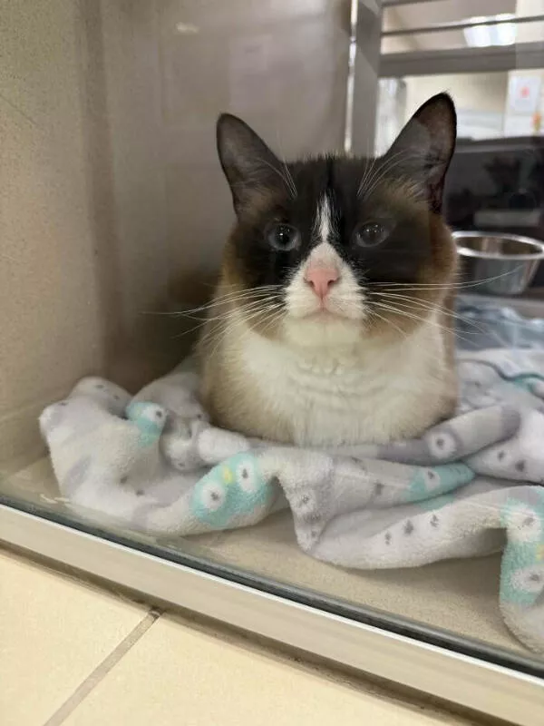 Adopted pets and their first days - #19 