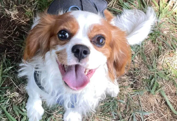Adopted pets and their first days - #2 
