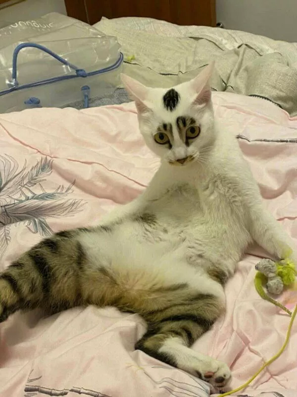 Adopted pets and their first days - #20 