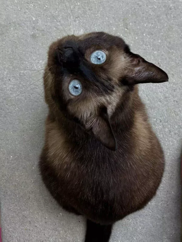 Adopted pets and their first days