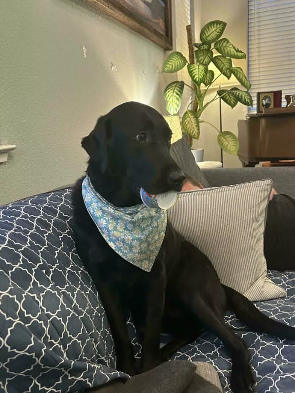 Adopted pets and their first days