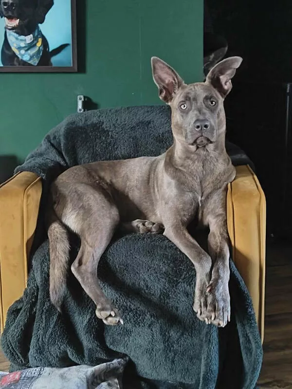 Adopted pets and their first days - #3 