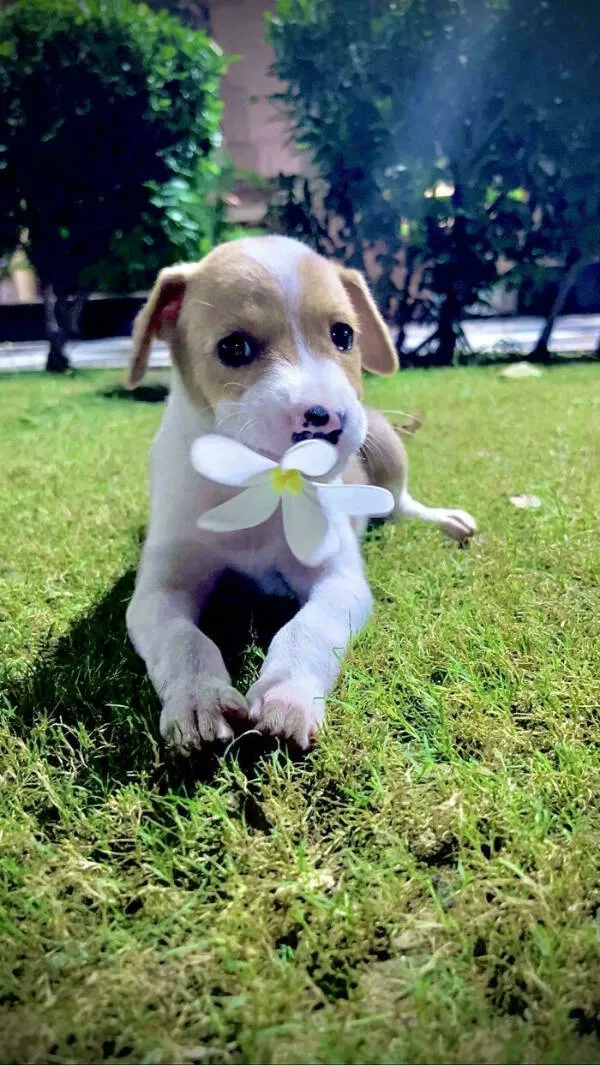 Adopted pets and their first days - #4 