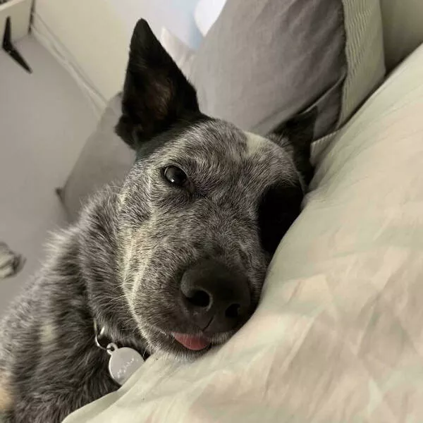 Adopted pets and their first days - #5 