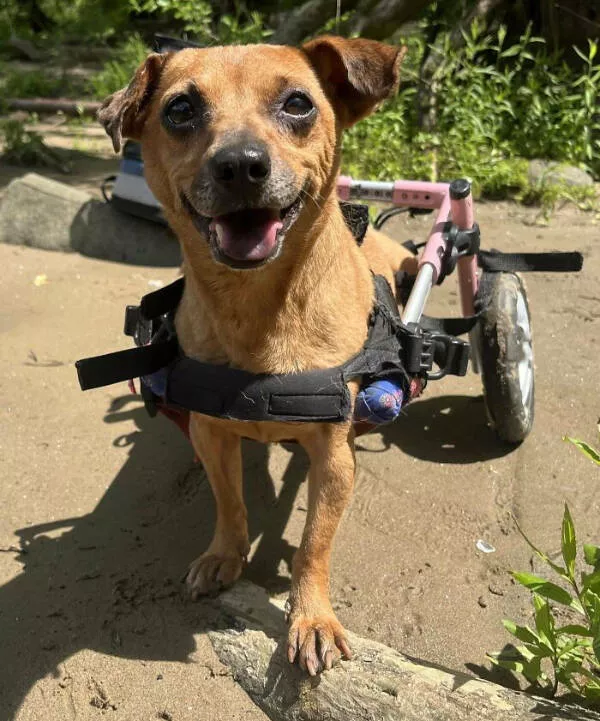 Adopted pets and their first days - #6 