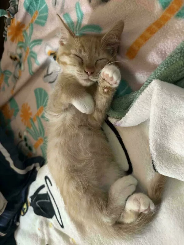 Adopted pets and their first days - #8 