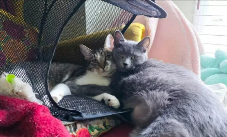 Adopted pets and their first days