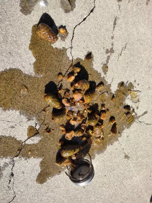 Feeling bad these folks have it worse - #17 A month of work dropped with a jar of pine cone syrup Feeling bad these folks have it worse - #17 A month of work dropped with a jar of pine cone syrup