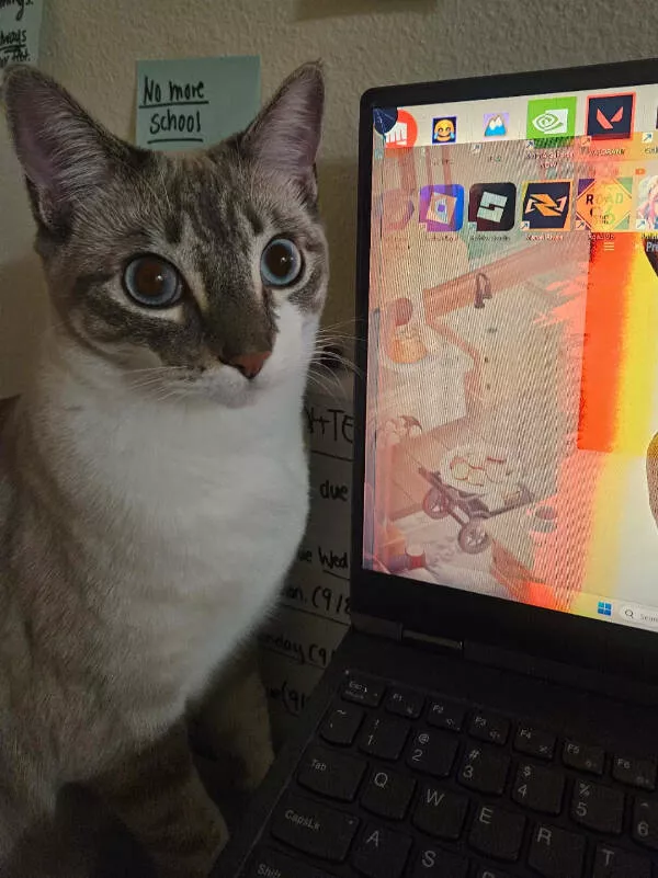 Feeling bad these folks have it worse - #7 My cat just bit into my brand new laptop Feeling bad these folks have it worse - #7 My cat just bit into my brand new laptop
