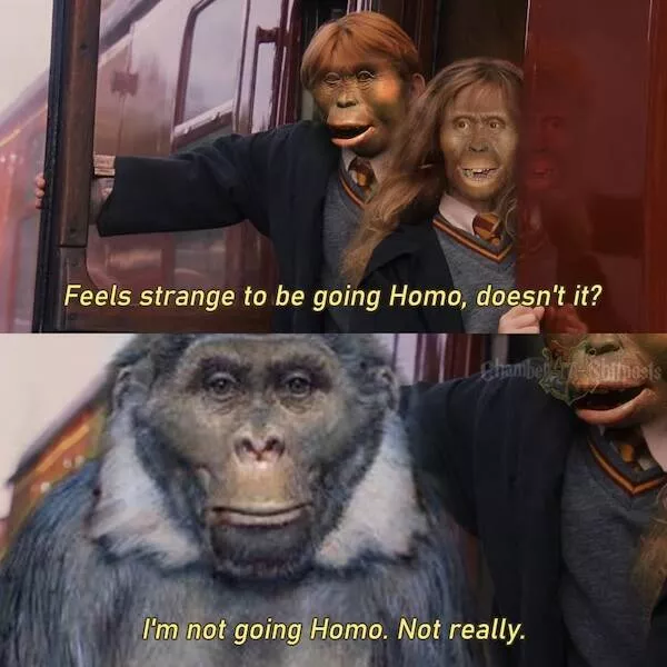 Les memes les plus droles du monde des sorciers - #8 