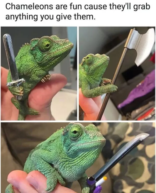 Adorable chameleons showing their charm - #1 
