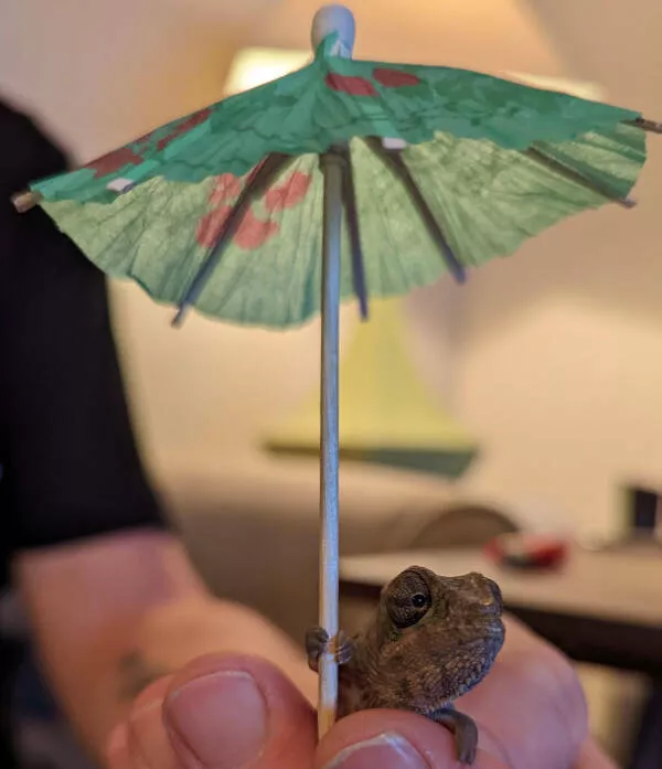 Adorable chameleons showing their charm - #10 