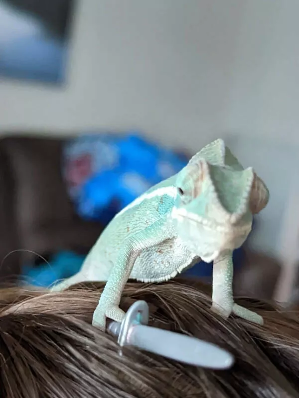 Adorable chameleons showing their charm - #11 