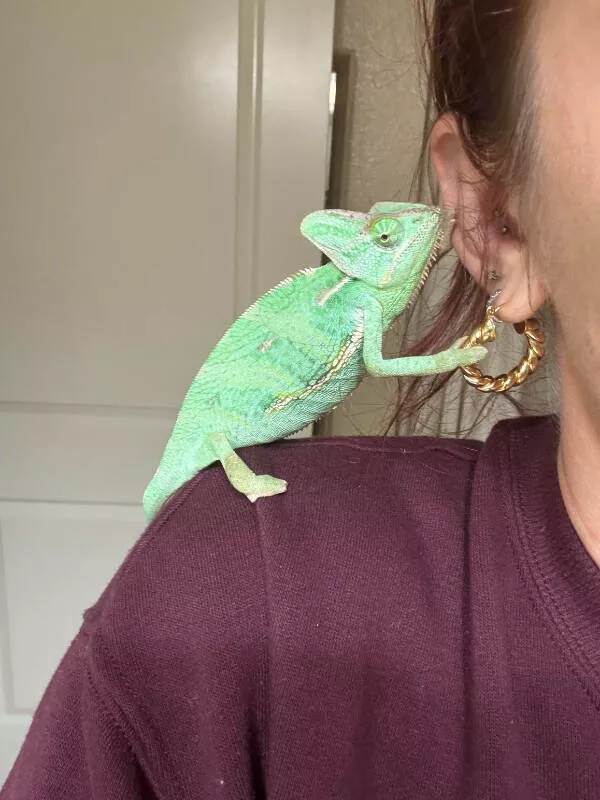 Adorable chameleons showing their charm - #12 