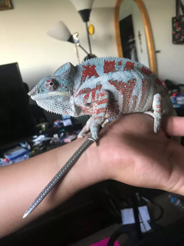 Adorable chameleons showing their charm - #13 