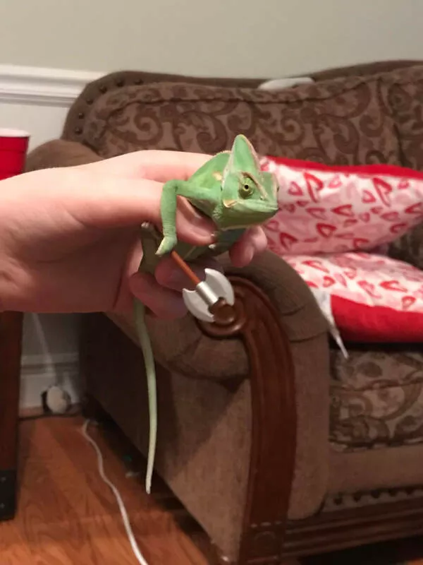 Adorable chameleons showing their charm - #14 