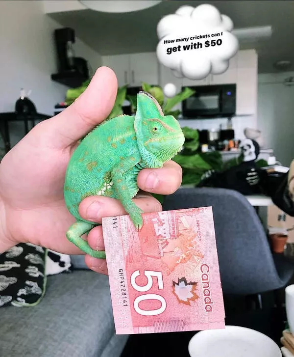 Adorable chameleons showing their charm - #15 