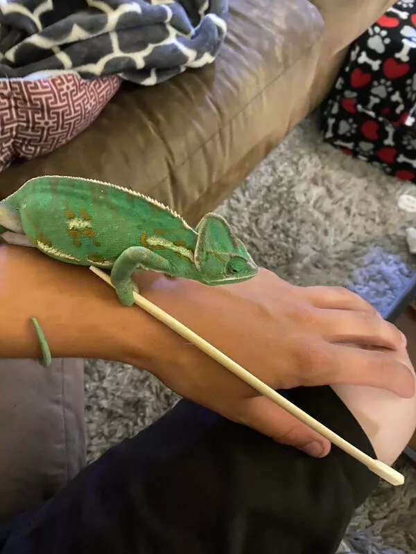Adorable chameleons showing their charm - #16 